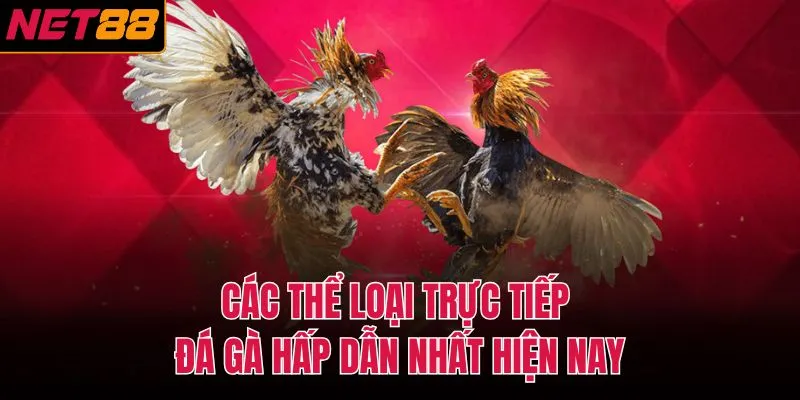 Các thể loại trực tiếp đá gà hấp dẫn nhất hiện nay