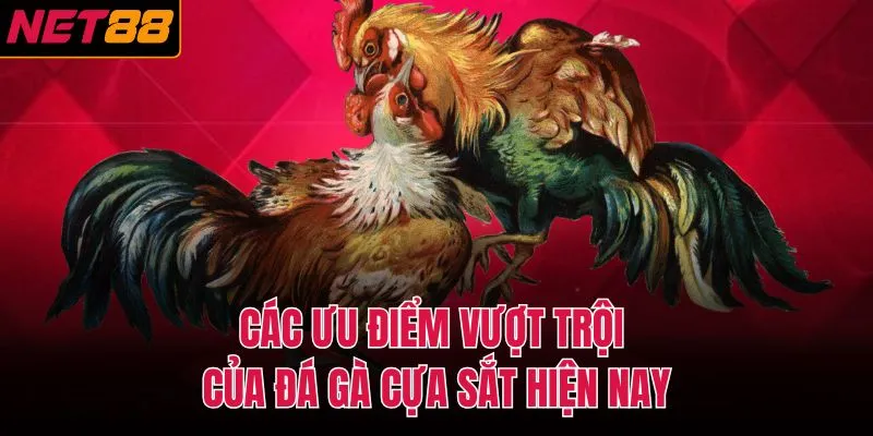 Các ưu điểm vượt trội của đá gà cựa sắt hiện nay