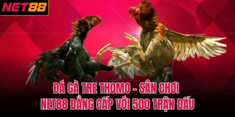 đá gà tre thomo
