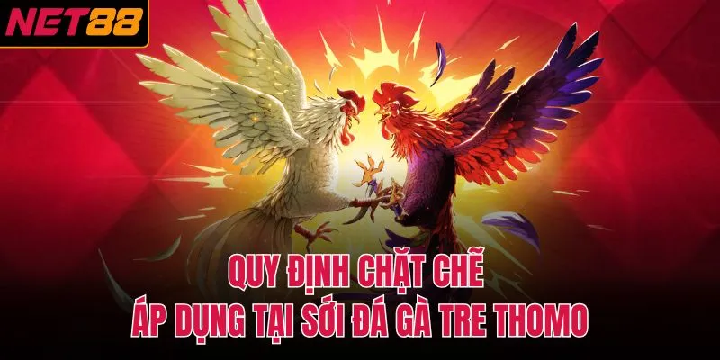 Quy định chặt chẽ áp dụng tại sới đá gà tre thomo
