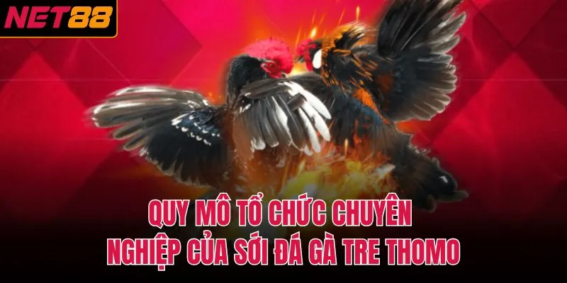 Quy mô tổ chức chuyên nghiệp của sới đá gà tre thomo