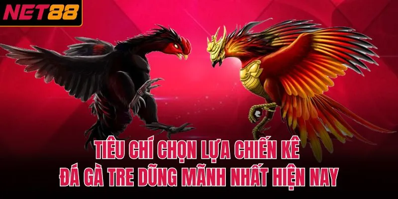 Tiêu chí chọn lựa chiến kê đá gà tre dũng mãnh nhất hiện nay